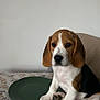beagle, puppy, dog, blanket, paw_print, plate, indoor, pet, cute, sitting, brown, white, black, fur, animal, young, table, home, looking, adorable