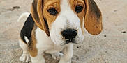 Marley participe au concours pour gagner de l'argent avec cette photo : beagle, puppy, dog, sand, beach, animal, cute, pet, outdoor, young, fur, ears, nose, whiskers, closeup, portrait, adorable, nature, mammal, playful