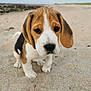 beagle, puppy, dog, sand, beach, animal, cute, pet, outdoor, young, fur, ears, nose, whiskers, closeup, portrait, adorable, nature, mammal, playful