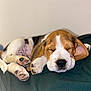 puppy, dog, sleeping, paw, cute, floppy_ears, fur, close_up, resting, cozy, indoor, pet, animal, adorable, pink_paw_pads, young_dog, napping, blanket, soft, peaceful