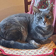 Tigrou a rejoint le concours — aidez-le/la à gagner de superbes lots ! cat, grey_tabby, chair, cushion, indoor, pet, animal, feline, whiskers, ears, tail, fur, resting, home, cozy, pattern, fabric, relaxed, domestic, cute