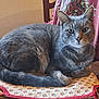 cat, grey_tabby, chair, cushion, indoor, pet, animal, feline, whiskers, ears, tail, fur, resting, home, cozy, pattern, fabric, relaxed, domestic, cute