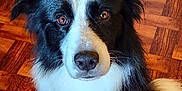 Chase joined the competition — help win amazing prizes! animal, black_and_white, border_collie, canine, close_up, companion, dog, domestic_animal, ears, eyes, fur, indoor, looking_at_camera, nose, parquet, pet, portrait, tail, whiskers, wooden_floor