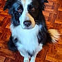 alert, animal, black_and_white, border_collie, canine, close_up, companion, cute, dog, domestic_animal, ears, fur, indoor, looking_up, parquet_floor, pet, portrait, sitting, tail, whiskers