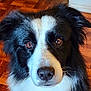 Chase is registered to the contest to win money with this photo: animal, black_and_white, border_collie, brown_eyes, canine, close_up, dog, domestic_animal, expression, face, fluffy, fur, head_shot, indoor, looking_at_camera, mammal, pet, portrait, whiskers, wooden_floor