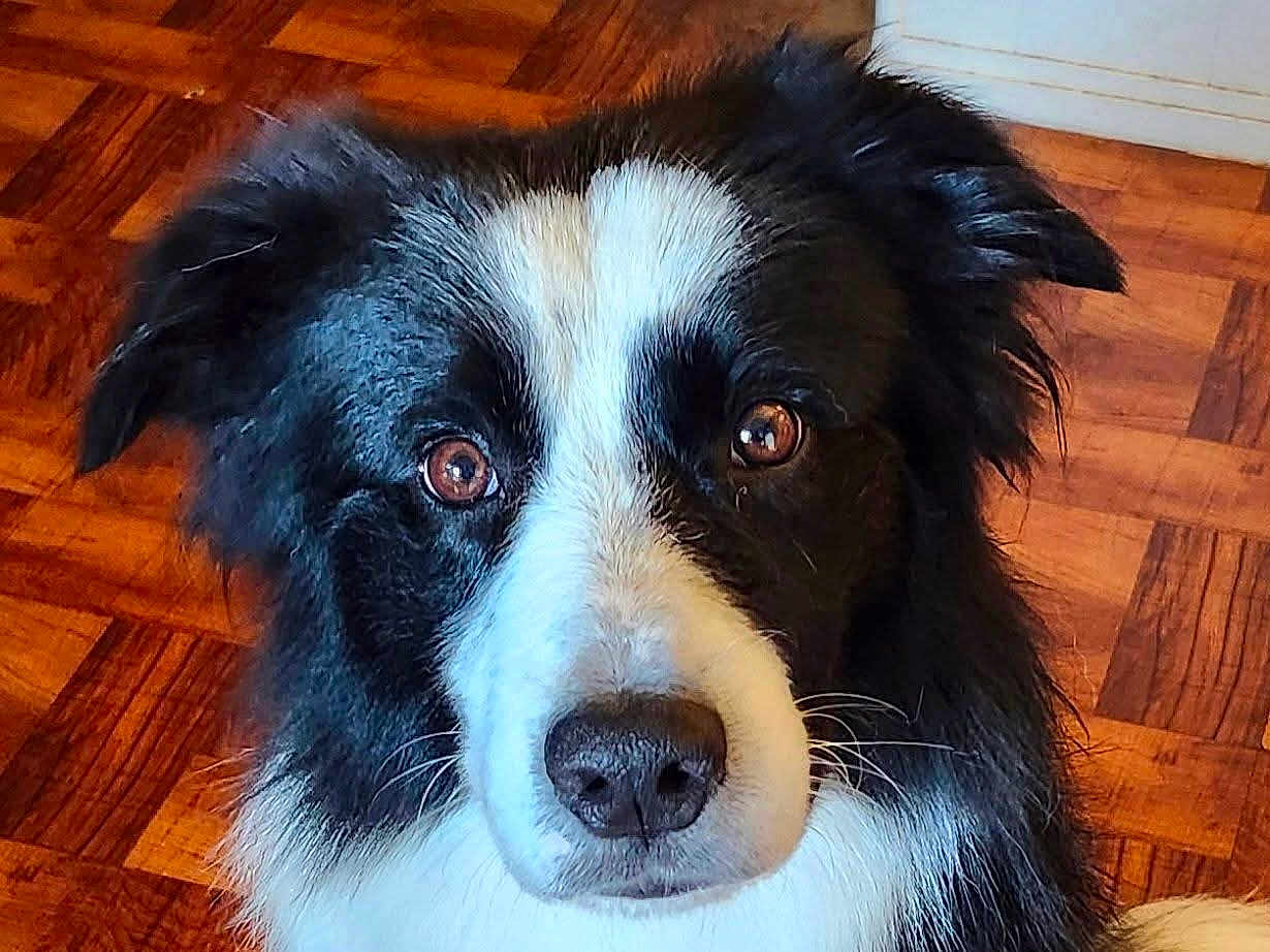 Chase