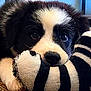 Chase is registered to the contest to win money with this photo: adorable, animal, black_and_white, carpet, close_up, cute, dog, eyes, fur, indoor, nose, paw, pet, plush, puppy, resting, sleepy, soft, toy, young