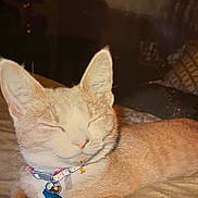 Missy joined the competition — help win amazing prizes! cat, feline, pet, collar, bell, sleeping, relaxed, closeup, indoor, soft_surface, orange_tabby, whiskers, ears, nose, cute, domestic_animal, animal, fur, resting, peaceful