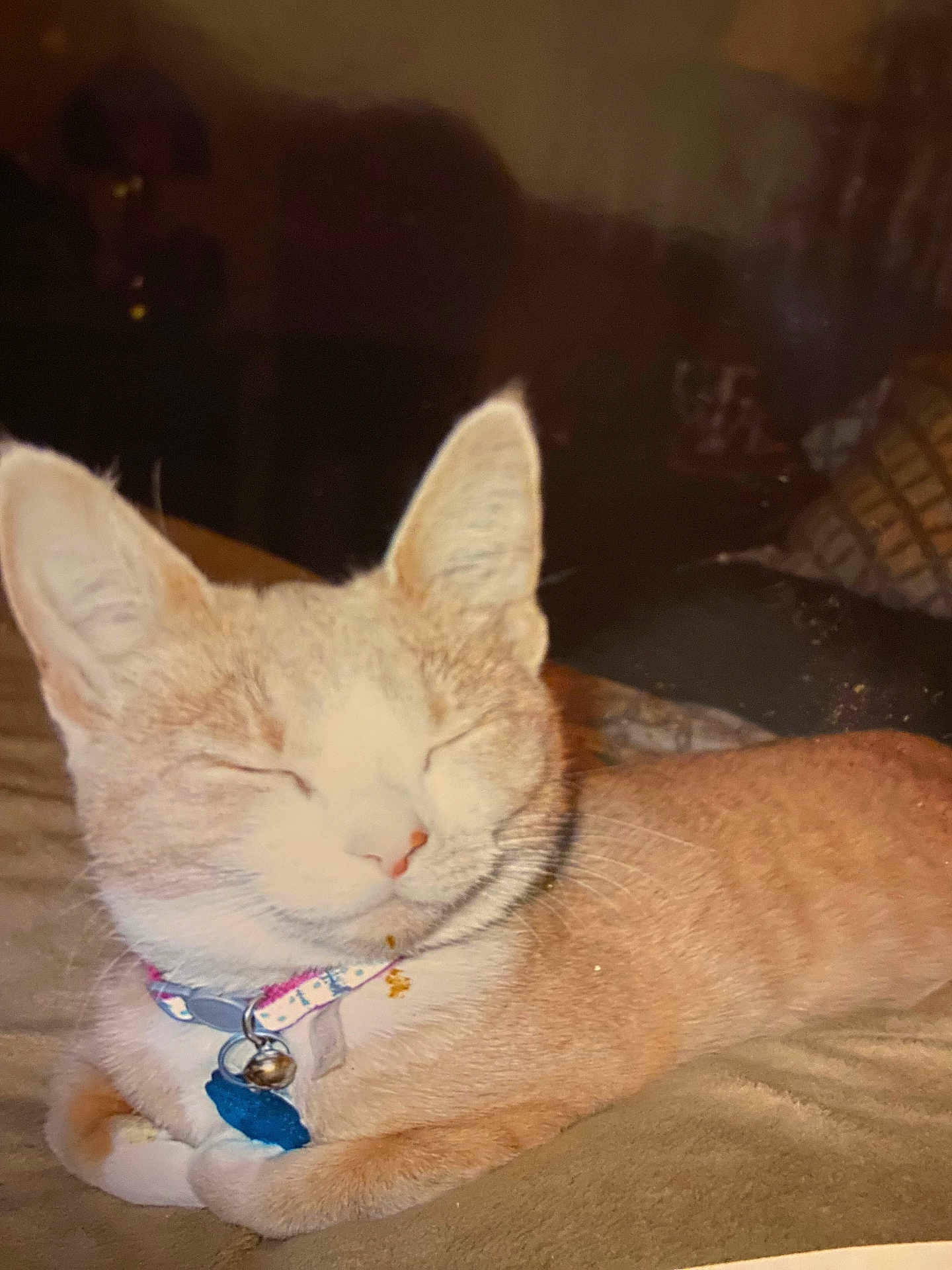 Missy joined the competition — help win amazing prizes! cat, feline, pet, collar, bell, sleeping, relaxed, closeup, indoor, soft_surface, orange_tabby, whiskers, ears, nose, cute, domestic_animal, animal, fur, resting, peaceful