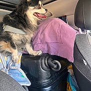 Nolita participe au concours pour gagner de l'argent avec cette photo : black_and_white, blanket, canine, car_interior, car_seat, dog, fluffy_fur, fur, happy_dog, leather_seat, luggage, pet, purple_cloth, seat, small_dog, suitcase, sunroof, tongue_out, travel, vehicle