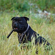 Rio a rejoint le concours — aidez-le/la à gagner de superbes lots ! dog, black_dog, chain_collar, grass, field, outdoor, nature, animal, pet, canine, sitting, mouth, stick, greenery, fur, alert, content, daylight, closeup, portrait
