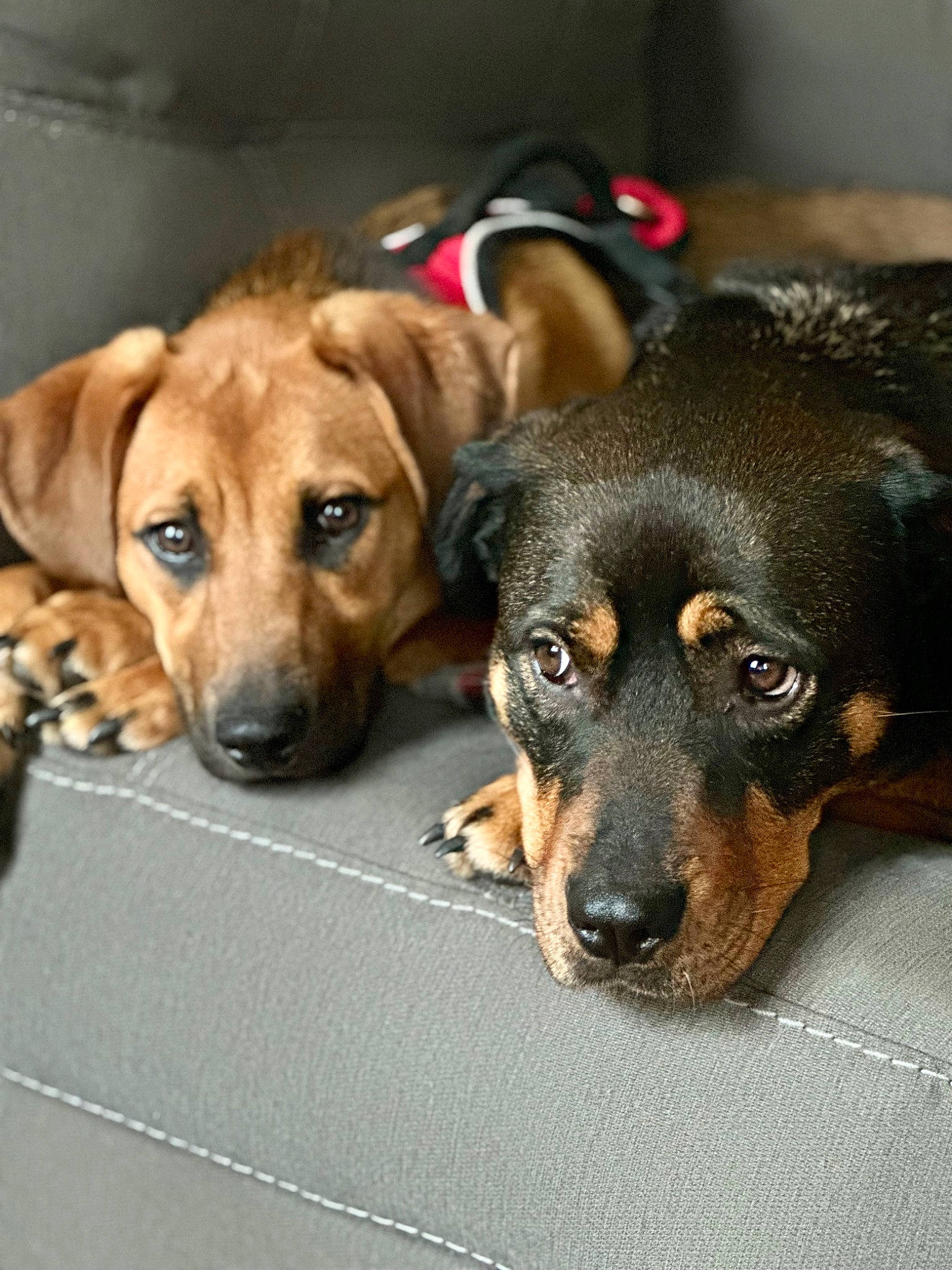 Samantha is registered to the contest to win money with this photo: canidae, carnivore, companion_dog, dog, dog_breed, dog_supply, fawn, fur, paw, puppy, rottweiler, snout, sporting_group, working_dog