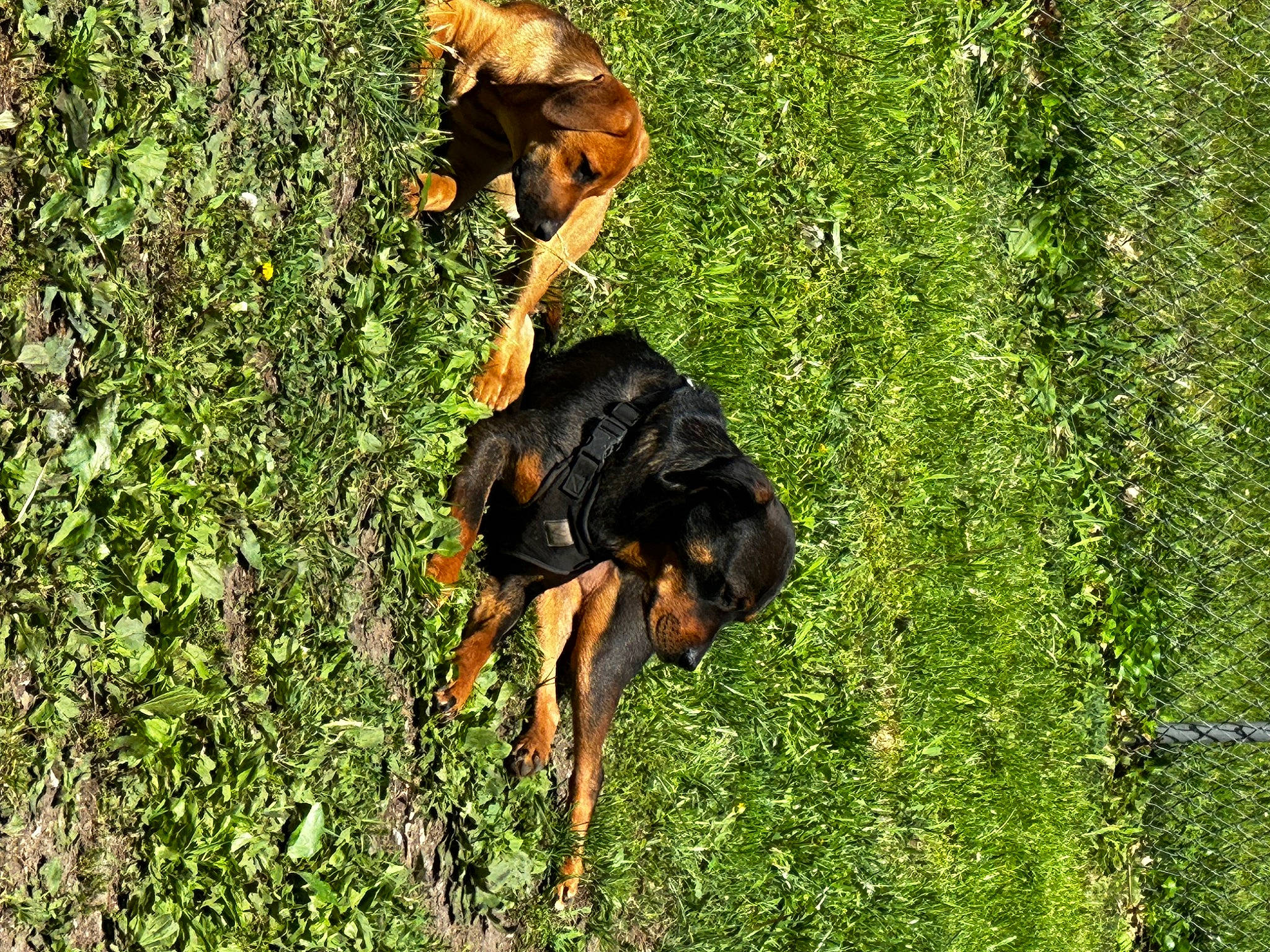 Samantha is registered to the contest to win money with this photo: carnivore, companion_dog, dobermann, dog, dog_breed, fawn, grass, groundcover, guard_dog, hound, montenegrin_mountain_hound, people_in_nature, pinscher, plant, rottweiler, sporting_group, terrestrial_animal, vertebrate, working_animal, working_dog