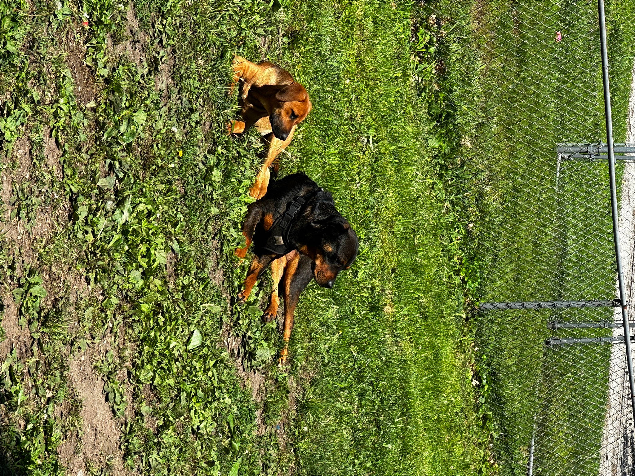 Samantha is registered to the contest to win money with this photo: canidae, carnivore, dog, dog_breed, fawn, fence, forest, grass, grass_family, grassland, mesh, people_in_nature, pinscher, plant, sporting_group, tail, terrestrial_animal, tree, wire_fencing, working_animal