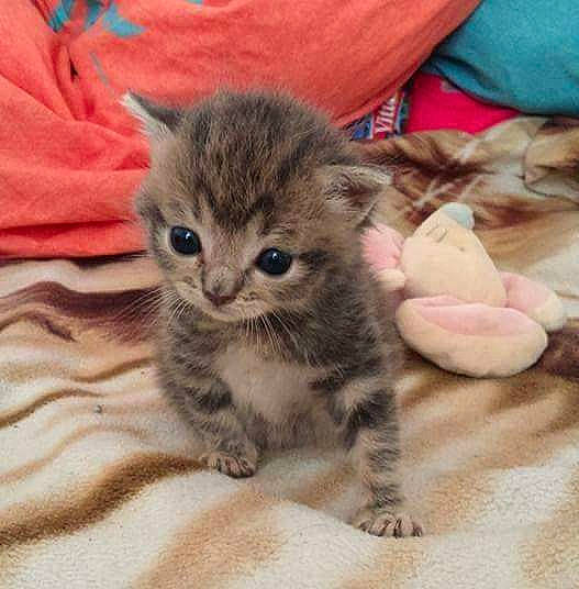 Luthecia a rejoint le concours — aidez-le/la à gagner de superbes lots ! carnivore, cat, claw, comfort, domestic_short_haired_cat, eye, fawn, felidae, fur, paw, small_to_medium_sized_cats, tail, whiskers