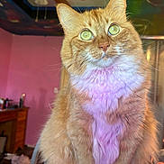 Mrs Kitty joined the competition — help win amazing prizes! cat, orange_tabby, fluffy_fur, green_eyes, indoor, pet, animal, feline, close_up, portrait, colorful_lighting, whiskers, soft_fur, sitting, household, pink_wall, ceiling_fan, wooden_furniture, cozy_room, domestic_pet