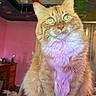 cat, orange_tabby, fluffy_fur, green_eyes, indoor, pet, animal, feline, close_up, portrait, colorful_lighting, whiskers, soft_fur, sitting, household, pink_wall, ceiling_fan, wooden_furniture, cozy_room, domestic_pet