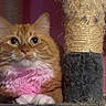 Mrs Kitty is registered to the contest to win money with this photo: cat, orange_tabby, scratching_post, feline, pet, indoor, fur, whiskers, paws, animal, cute, relaxed, pink_chest, closeup, looking, ears, claws, household, resting, mammal