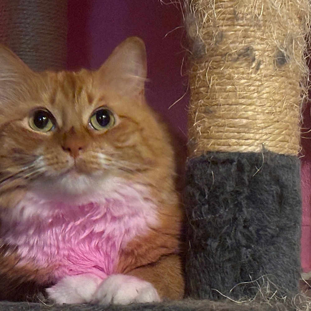 Mrs Kitty is registered to the contest to win money with this photo: cat, orange_tabby, scratching_post, feline, pet, indoor, fur, whiskers, paws, animal, cute, relaxed, pink_chest, closeup, looking, ears, claws, household, resting, mammal