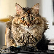 Scrappy joined the competition — help win amazing prizes! cat, fluffy, green_eyes, fur, pet, indoor, table, cables, technology, close_up, animal, cute, whiskers, ears, face, feline, domestic_cat, curious, brown, tabby