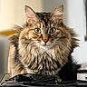 cat, fluffy, green_eyes, fur, pet, indoor, table, cables, technology, close_up, animal, cute, whiskers, ears, face, feline, domestic_cat, curious, brown, tabby