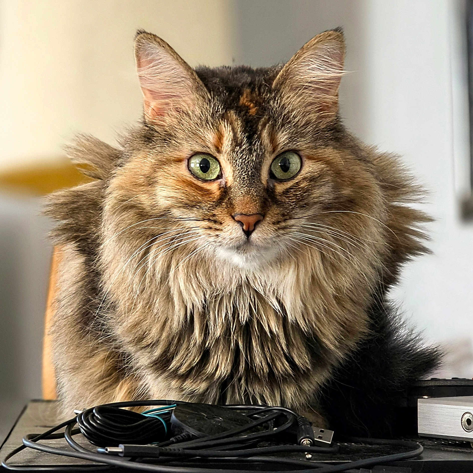 Scrappy joined the competition — help win amazing prizes! cat, fluffy, green_eyes, fur, pet, indoor, table, cables, technology, close_up, animal, cute, whiskers, ears, face, feline, domestic_cat, curious, brown, tabby