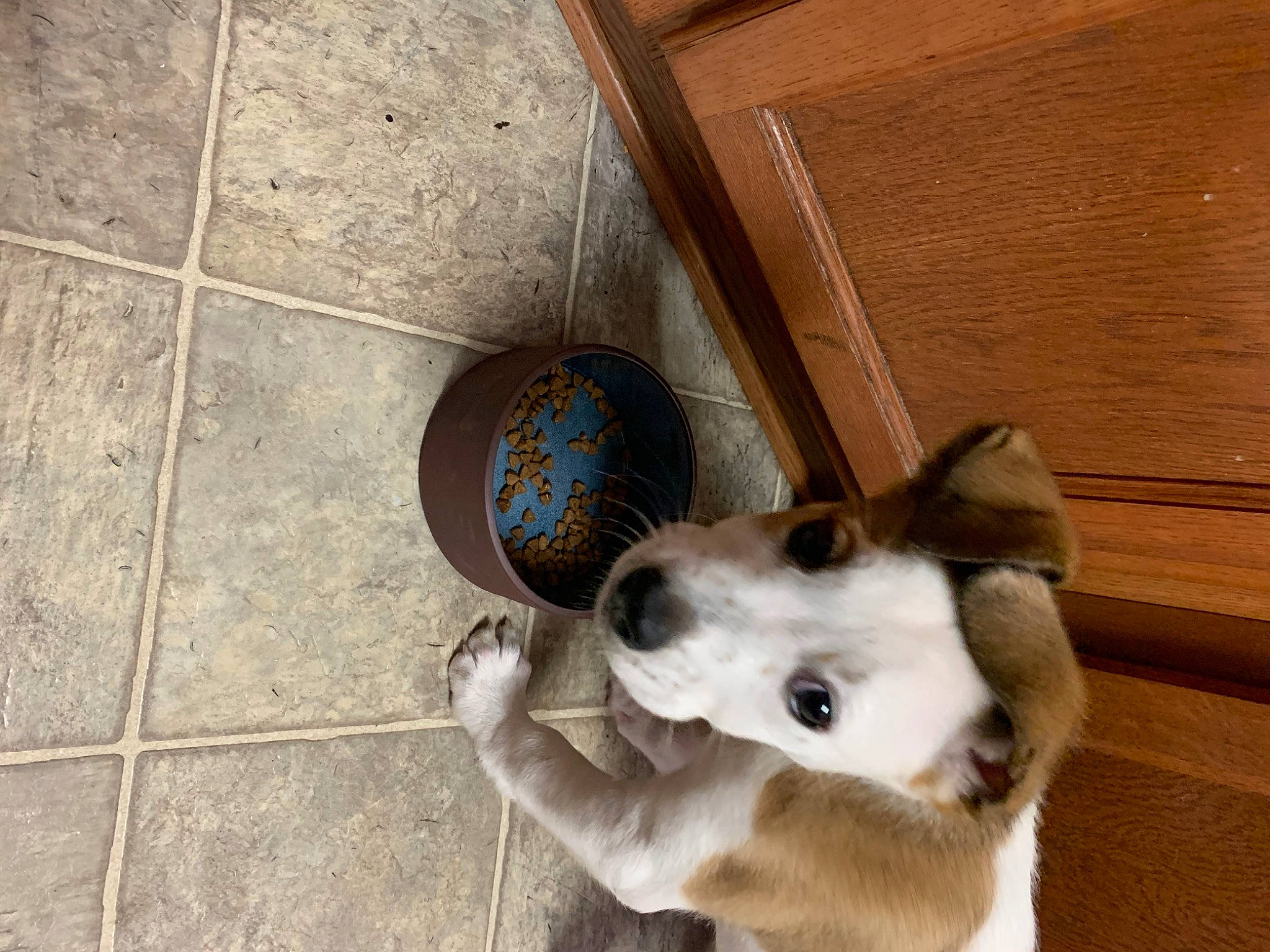Kenobi joined the competition — help win amazing prizes! ball, canidae, carnivore, collar, companion_dog, dog, dog_breed, fawn, felidae, flooring, football, fur, hardwood, paw, pet_supply, small_to_medium_sized_cats, sporting_group, sports_toy, whiskers, wood