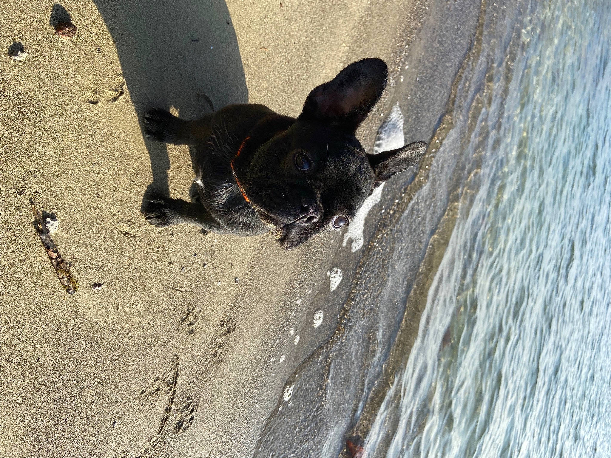 Simone a rejoint le concours — aidez-le/la à gagner de superbes lots ! beach, carnivore, dog, dog_breed, fluid, lake, landscape, ocean, paw, road_surface, sand, shadow, soil, tail, terrestrial_animal, water, wave, wind_wave, wood