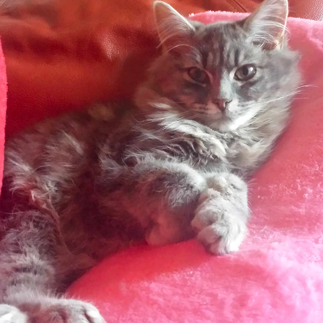 Furby joined the competition — help win amazing prizes! asian, carnivore, cat, domestic_short_haired_cat, dragon_li, european_shorthair, eye, felidae, kitten, maine_coon, mammal, nebelung, norwegian_forest_cat, pixie_bob, polydactyl_cat, small_to_medium_sized_cats, snout, tabby_cat, vertebrate, whiskers