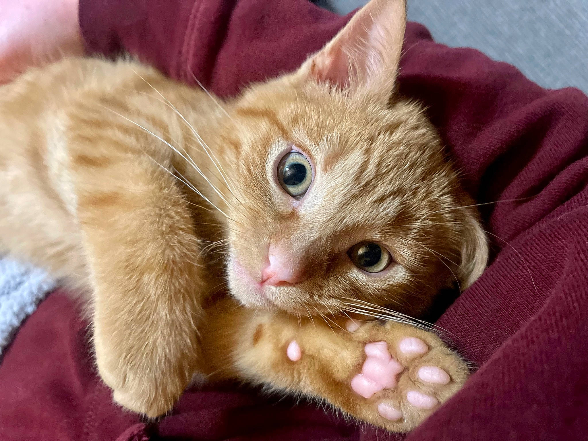 Rocky is registered to the contest to win money with this photo: carnivore, cat, cat_supply, cat_toy, claw, comfort, domestic_short_haired_cat, fawn, felidae, fur, nail, paw, small_to_medium_sized_cats, snout, tail, whiskers