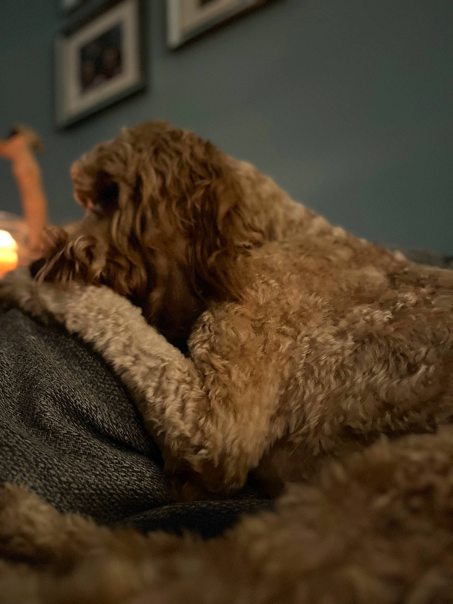 Ezekiel is registered to the contest to win money with this photo: candle, canidae, carnivore, comfort, companion_dog, dog, dog_breed, dog_supply, fawn, fur, labradoodle, liver, pet_supply, picture_frame, poodle, snout, sporting_group, tail, terrier, water_dog