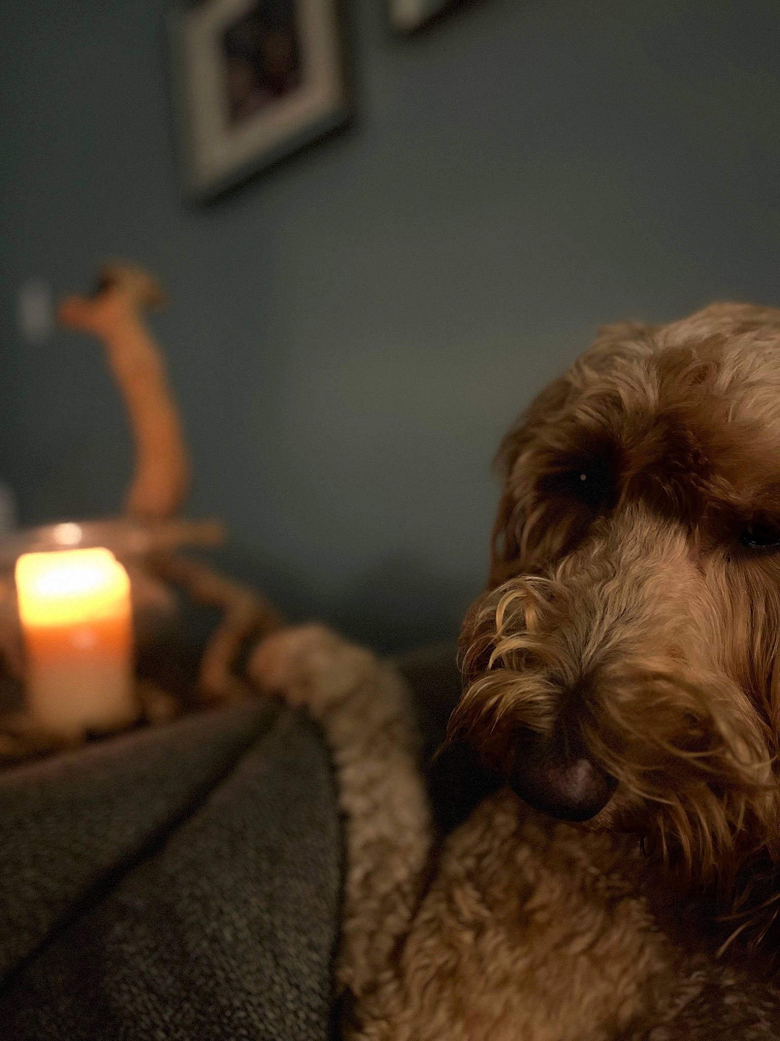 Ezekiel is registered to the contest to win money with this photo: candle, candle_holder, canidae, carnivore, comfort, companion_dog, dog, dog_breed, event, fire, flame, fur, liver, picture_frame, snout, sporting_group, terrier, water_dog, wax, working_animal