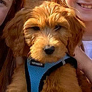 Zeke joined the competition — help win amazing prizes! carnivore, companion_dog, dog, dog_breed, event, fur, liver, non_sporting_group, sporting_group, terrestrial_animal, terrier, toy_dog, water_dog, working_animal