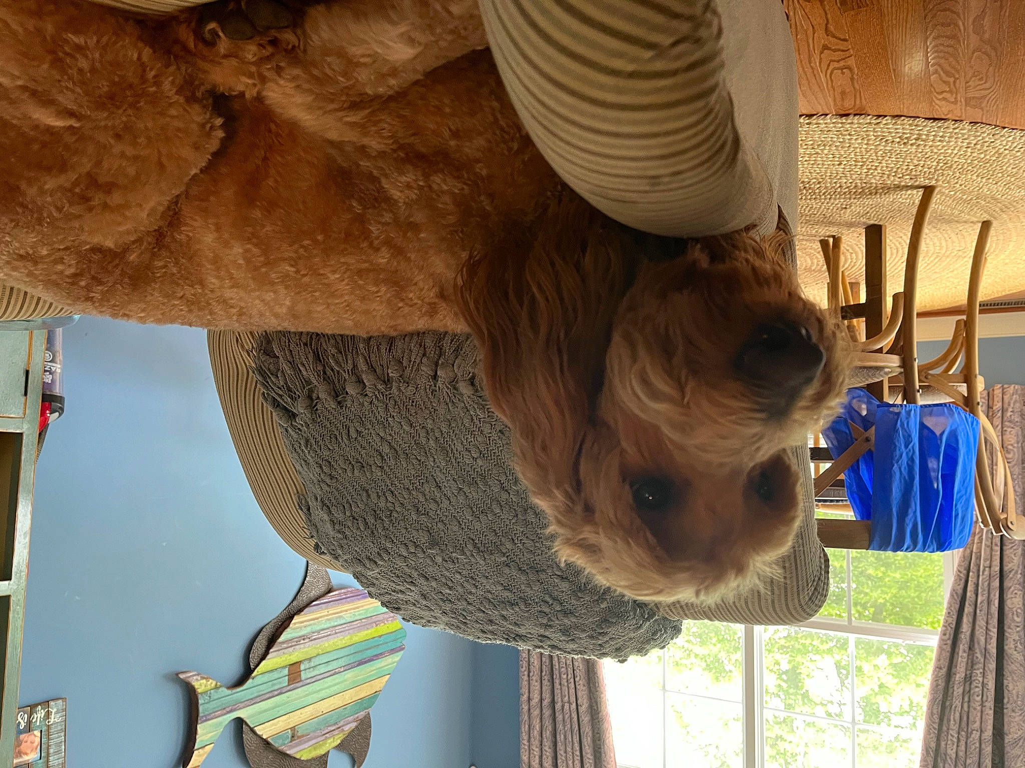 Zeke joined the competition — help win amazing prizes! canidae, carnivore, companion_dog, dog, dog_breed, fawn, fun, fur, landscape, snout, sporting_group, tree, trunk, vertebrate, visual_arts, wood, working_animal, wrinkle