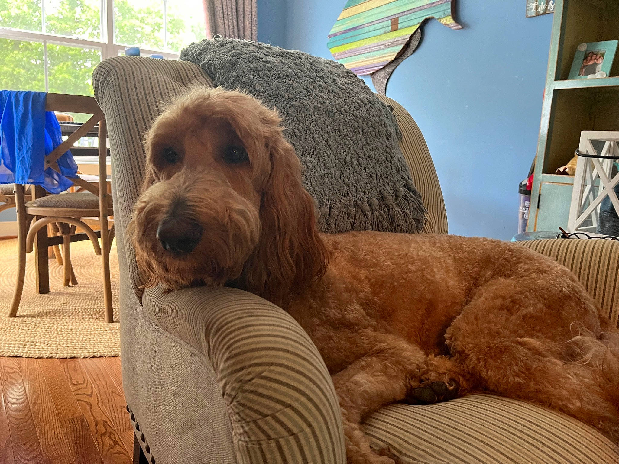 Zeke joined the competition — help win amazing prizes! bookcase, canidae, carnivore, chair, comfort, companion_dog, dog, dog_breed, fawn, fur, gun_dog, liver, outdoor_furniture, picture_frame, shelf, shelving, spaniel, sporting_group, wood, working_animal