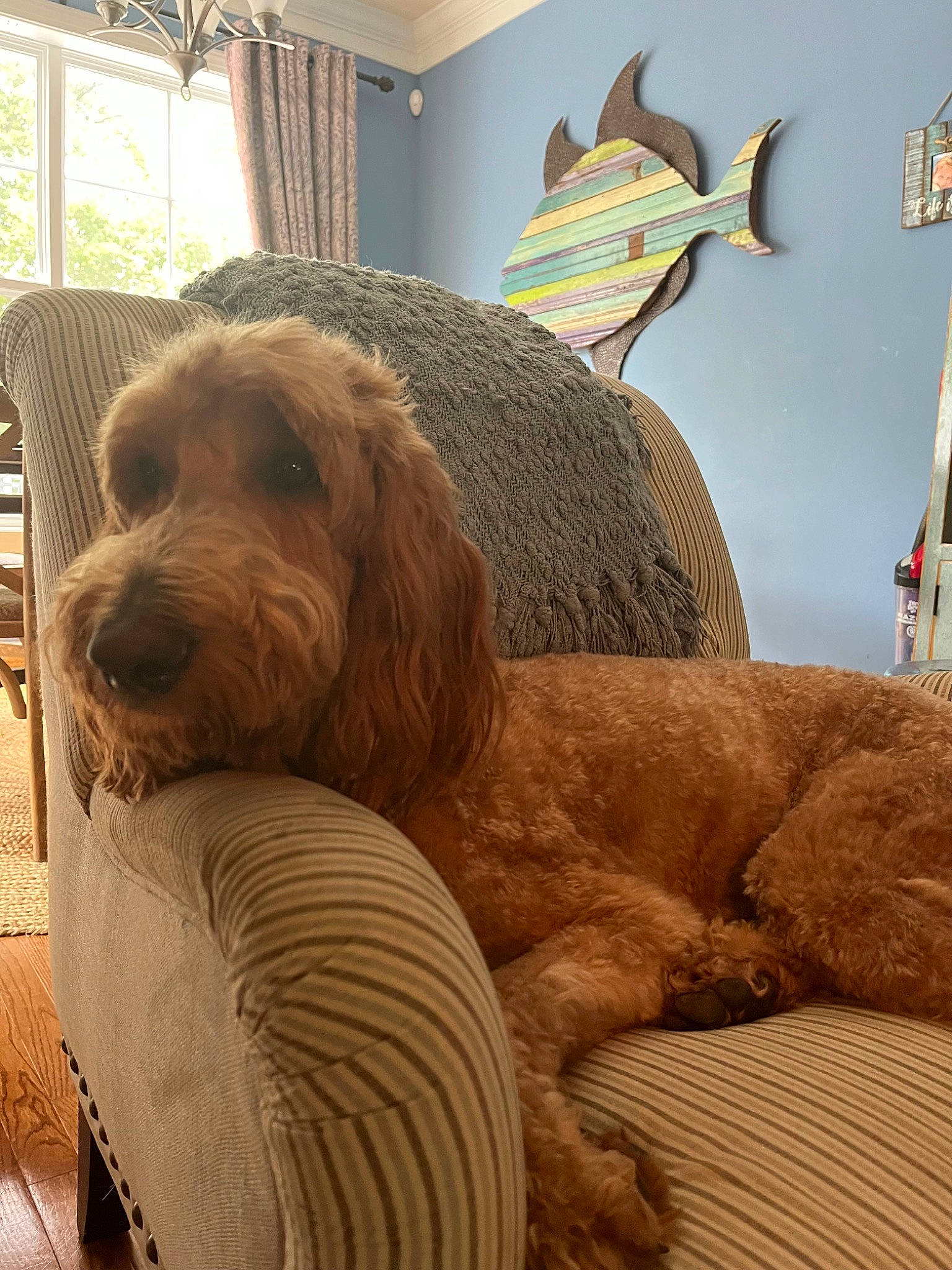 Zeke joined the competition — help win amazing prizes! art, canidae, carnivore, chair, comfort, companion_dog, dog, dog_breed, fawn, fur, house, liver, picture_frame, plant, snout, spaniel, sporting_group, window, wood, working_animal