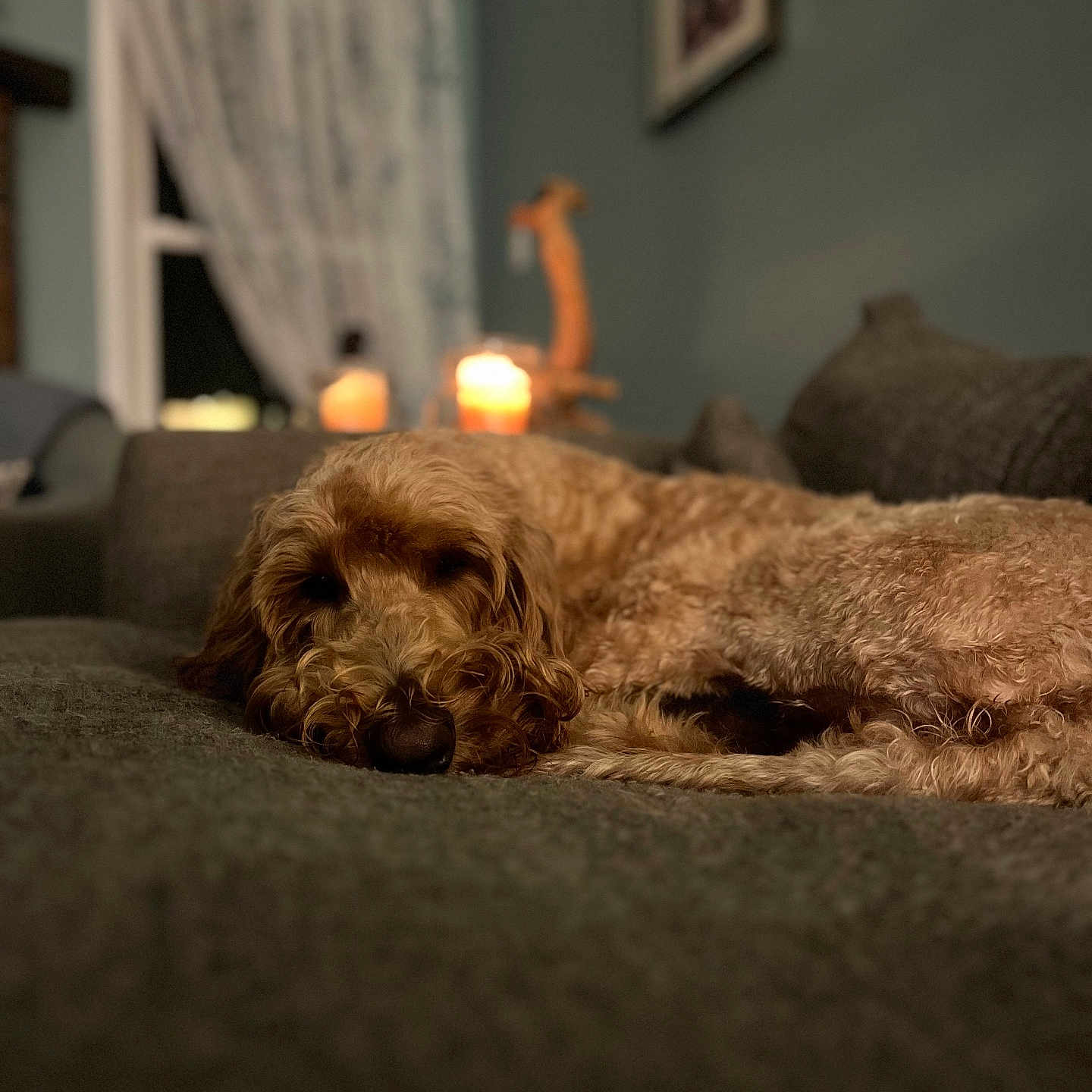 Ezekiel is registered to the contest to win money with this photo: blurred_background, brown_dog, calm, candles, comfort, couch, cozy, curtains, decor, dog, fur, furniture, home, indoor, living_room, pet, relaxing, resting, sleeping, soft_light