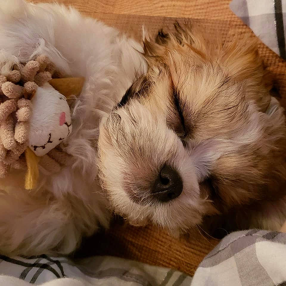 Maxim joined the competition — help win amazing prizes! bed, canidae, carnivore, comfort, companion_dog, dog_breed, fawn, felidae, fur, mammal, paw, plush, small_to_medium_sized_cats, snout, sporting_group, stuffed_toy, tail, toy, toy_dog, whiskers