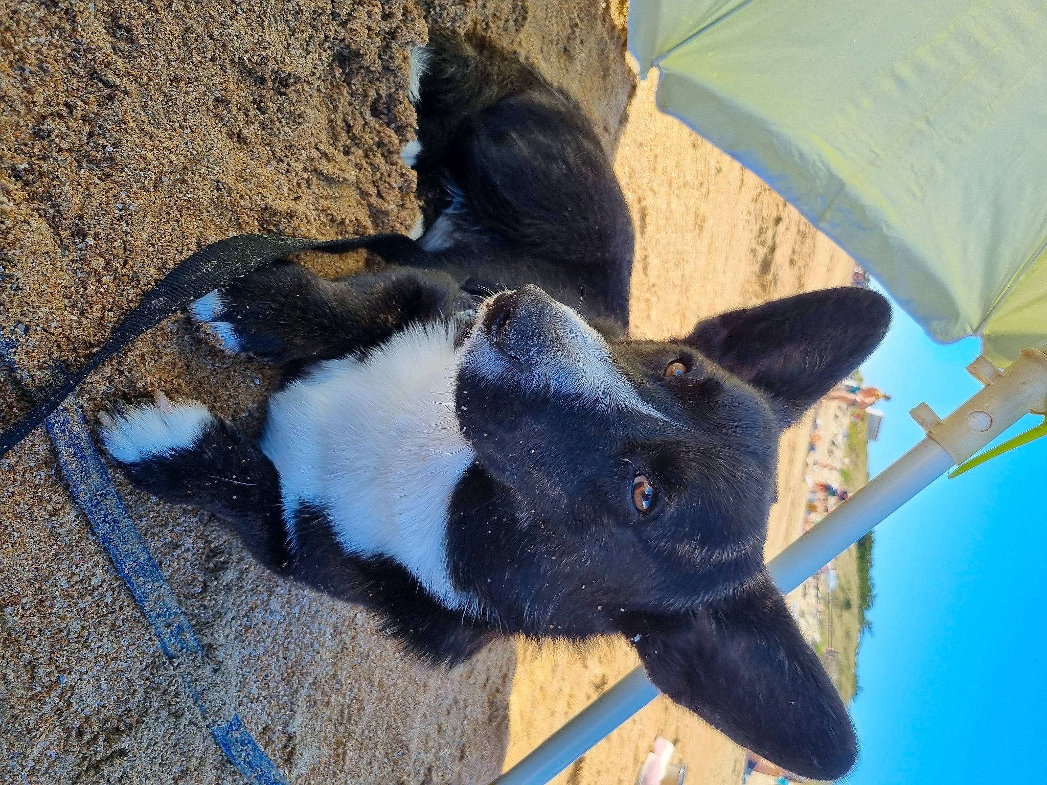 Smith participe au concours pour gagner de l'argent avec cette photo : beak, canidae, carnivore, collar, dairy, dog_breed, fashion_accessory, fawn, fur, grass, guinea_pig, livestock, shade, snout, soil, sporting_group, tail, tent, terrestrial_animal, working_animal