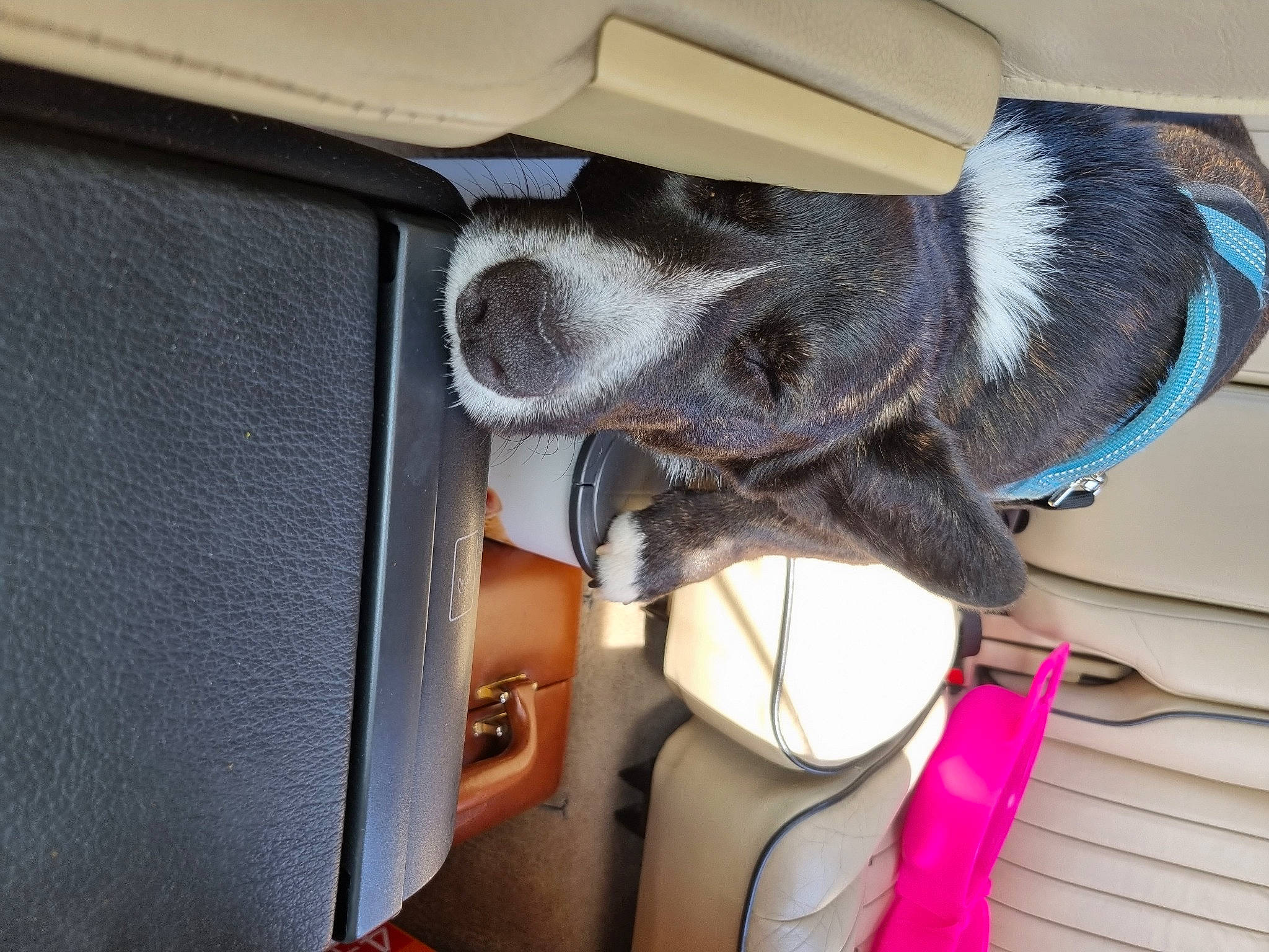 Smith participe au concours pour gagner de l'argent avec cette photo : audio_equipment, bag, car_seat, comfort, companion_dog, dog_breed, electronic_device, eyewear, fashion_accessory, fawn, felidae, fur, gadget, luggage_and_bags, personal_protective_equipment, steering_wheel, stuffed_toy, vehicle_door, whiskers, wing