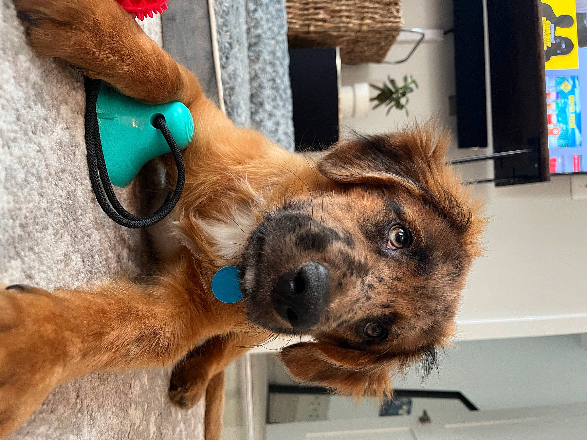 Rio is registered to the contest to win money with this photo: canidae, carnivore, collar, companion_dog, dog, dog_breed, dog_collar, dog_supply, fawn, firefighter, fur, houseplant, leash, liver, pet_supply, plant, snout, sporting_group, whiskers, working_animal