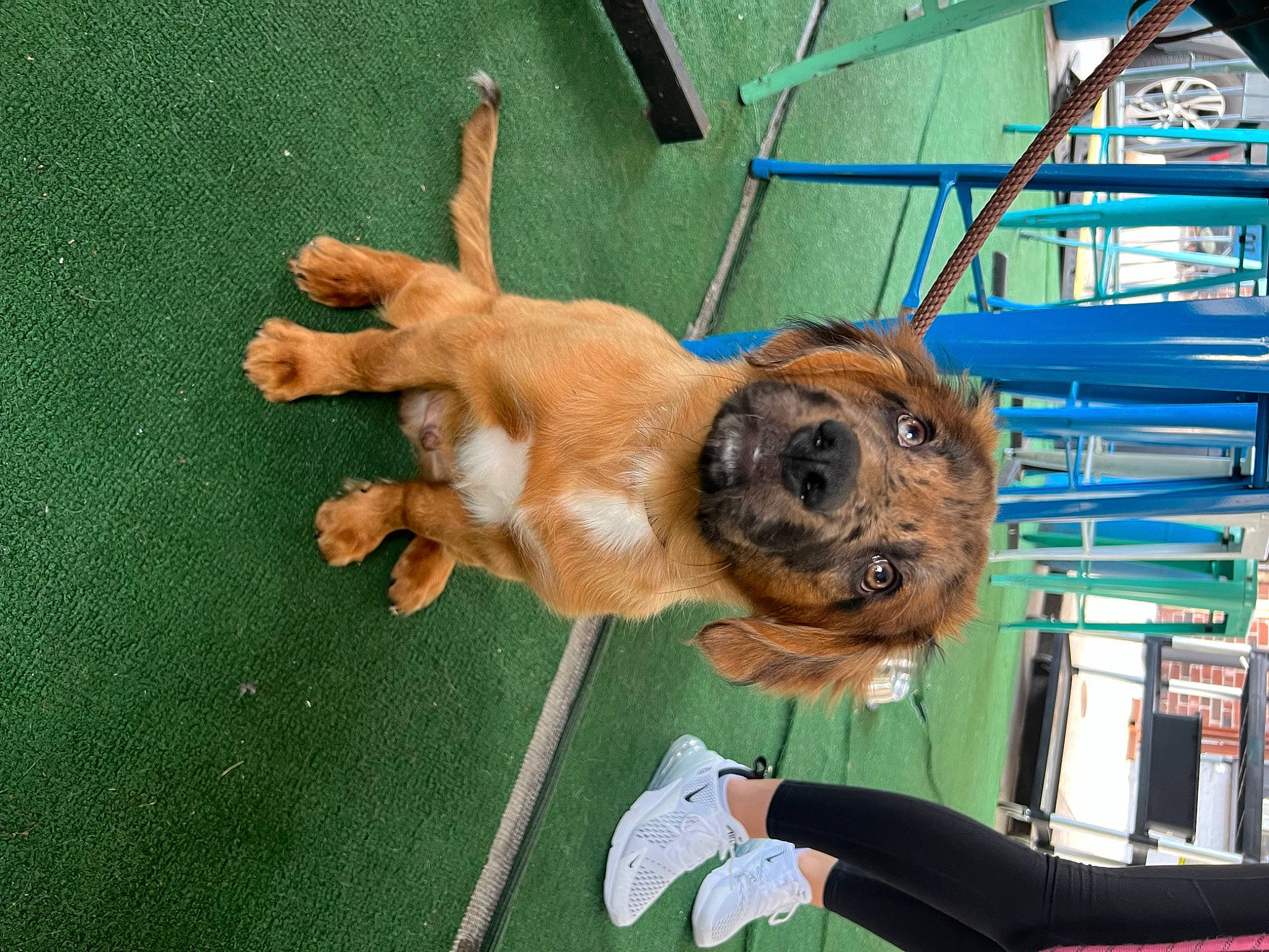 Rio is registered to the contest to win money with this photo: ancient_dog_breeds, animal_shelter, border_terrier, canidae, carnivore, collar, companion_dog, dog, dog_breed, dog_collar, dog_sports, dog_supply, fawn, grass, pet_supply, snout, sporting_group, toy_dog, working_animal, working_dog