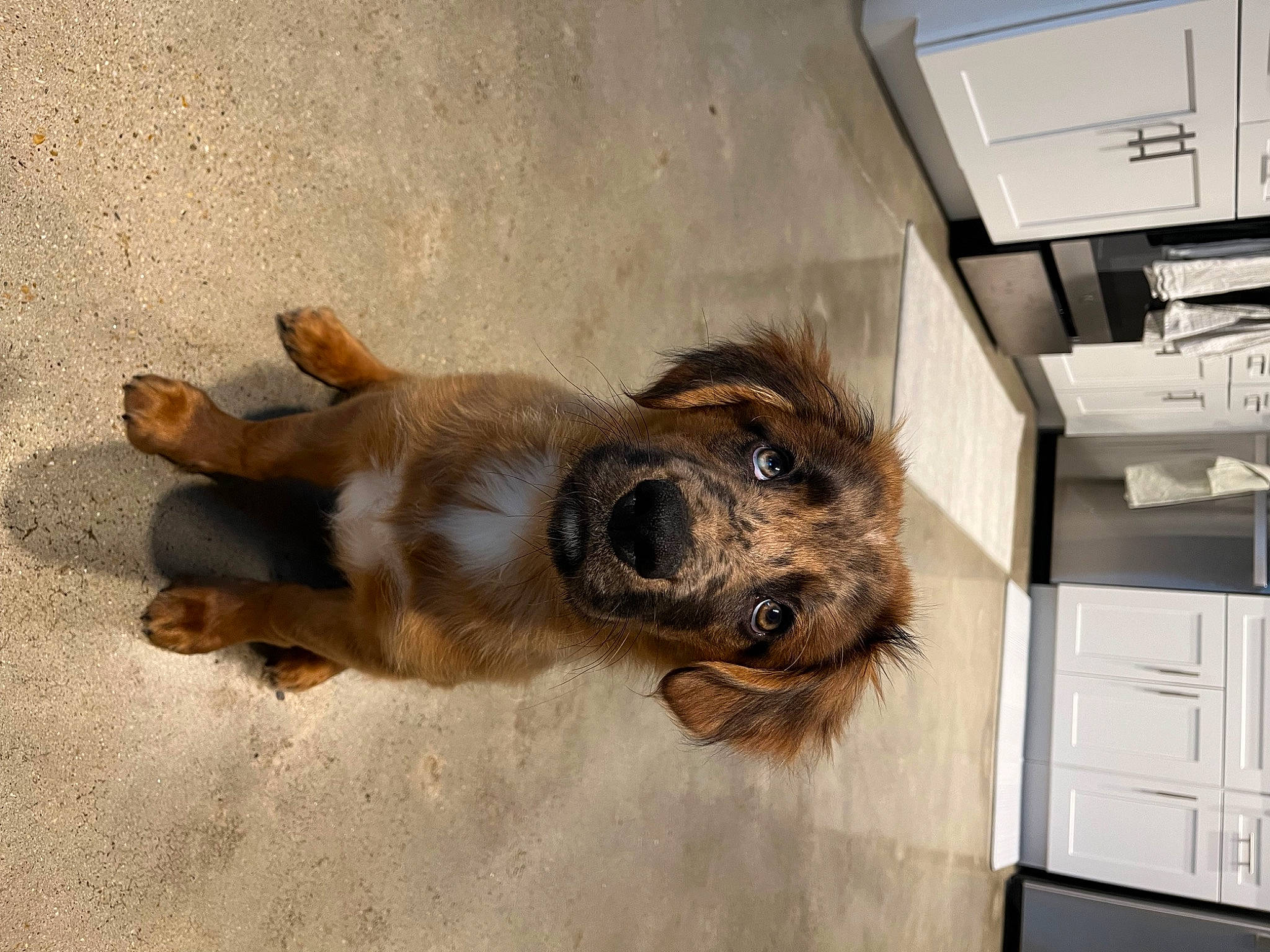 Rio joined the competition — help win amazing prizes! cabinetry, canidae, carnivore, claw, companion_dog, cupboard, dog, dog_breed, drawer, fawn, flooring, fur, kitchen_appliance, liver, paw, snout, sporting_group, terrestrial_animal, wood, working_animal