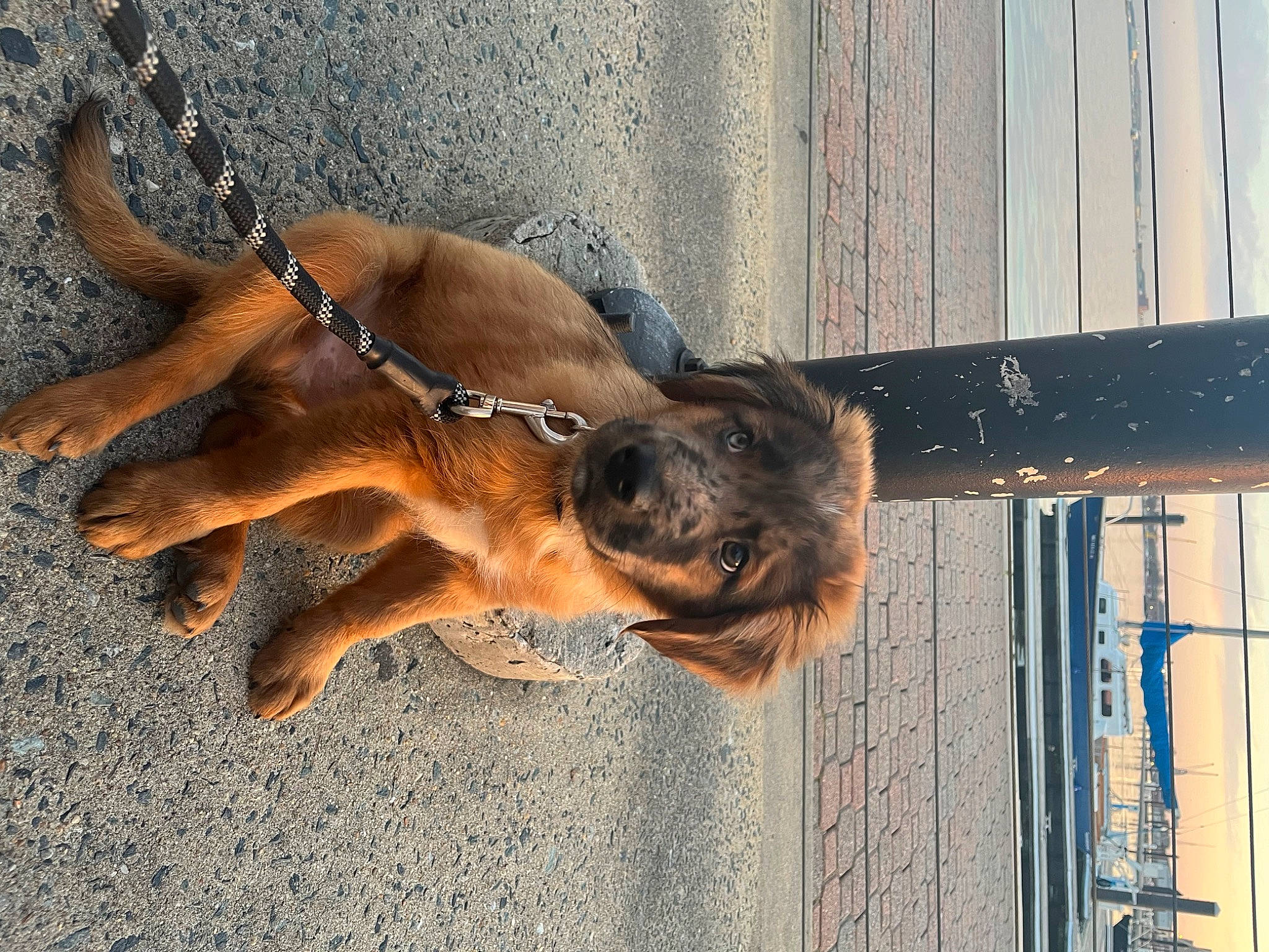 Rio joined the competition — help win amazing prizes! carnivore, collar, companion_dog, dog, dog_breed, dog_collar, dog_supply, fawn, leash, liver, metal, pet_supply, shadow, snout, sporting_group, terrestrial_animal, working_animal, working_dog