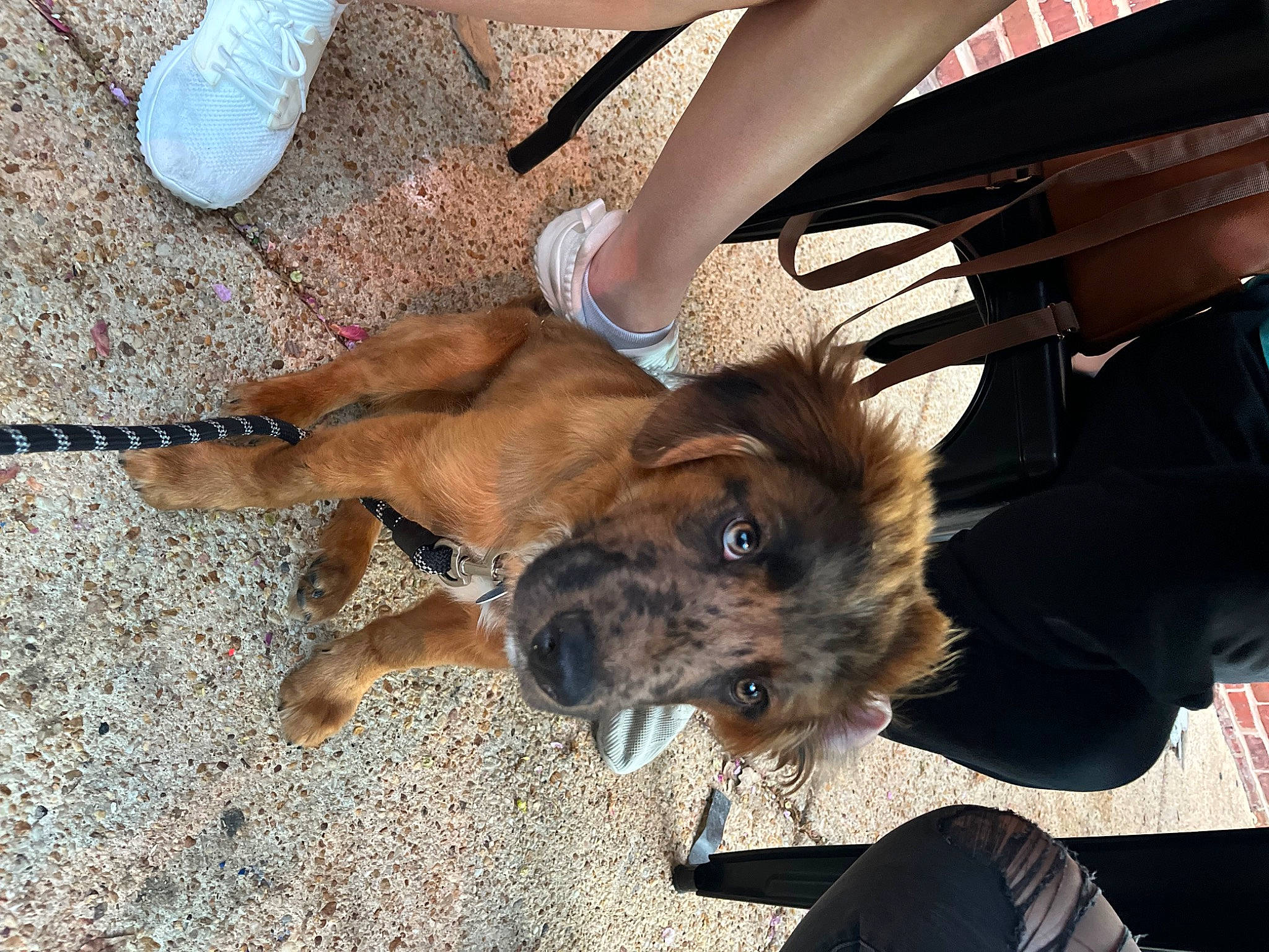 Rio joined the competition — help win amazing prizes! canidae, carnivore, collar, companion_dog, dog, dog_breed, fawn, foot, fur, guard_dog, human_leg, leash, paw, shoe, sneakers, snout, sporting_group, street_dog, thigh, working_animal