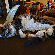 Misty Jones is registered to the contest to win money with this photo: cat, tabby_cat, fur, white_paws, couch, indoor, relaxed, sleepy, pet, animal, whiskers, tail, furniture, household_items, cozy, resting, closeup, mammal, domestic_animal, soft