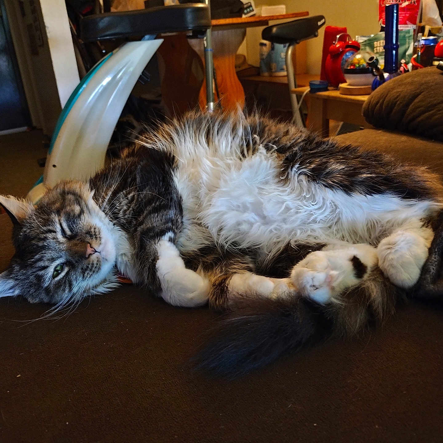 Misty Jones is registered to the contest to win money with this photo: animal, cat, closeup, couch, cozy, domestic_animal, fur, furniture, household_items, indoor, mammal, pet, relaxed, resting, sleepy, soft, tabby_cat, tail, whiskers, white_paws