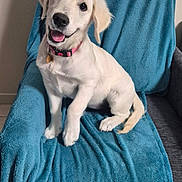 Belle a rejoint le concours — aidez-le/la à gagner de superbes lots ! animal, blue_blanket, canine, chair, cute, dog, domestic_animal, friendly, fur, furniture, happy, head_tilt, indoor, pet, pink_collar, puppy, sitting, smiling, white_dog, young_dog