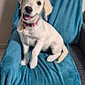 animal, blue_blanket, canine, chair, cute, dog, domestic_animal, friendly, fur, furniture, happy, head_tilt, indoor, pet, pink_collar, puppy, sitting, smiling, white_dog, young_dog