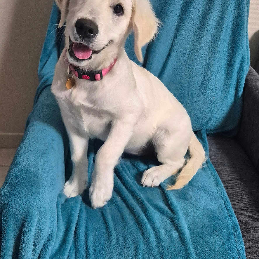 Belle